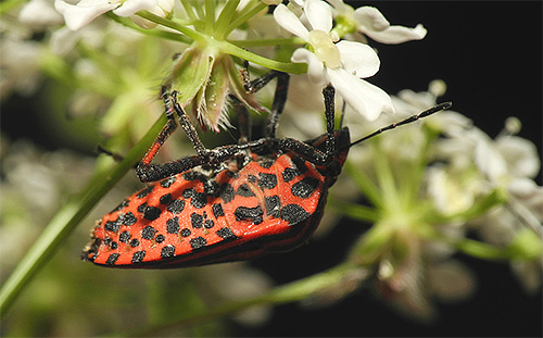 Kontrasterande svarta fläckar är synliga på magen på den italienska insekten