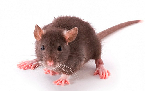 Este periculos să introduci purici de șobolan într-un apartament?