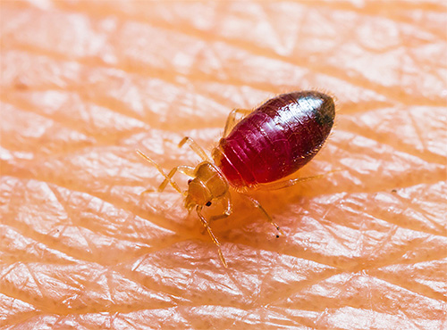 Kadangkala gigitan bedbug menjadi radang akibat jangkitan pada luka.