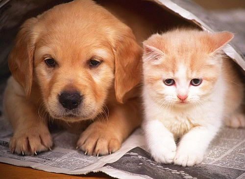 Als er meerdere huisdieren in huis zijn, moet elk huisdier worden behandeld tegen vlooien.