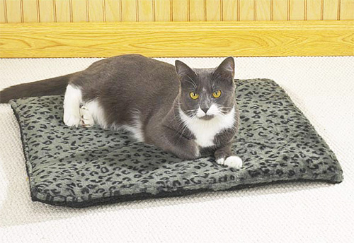 Kedi yastığının içinde çam talaşı varsa pireler hiç hoşlanmayacaktır.