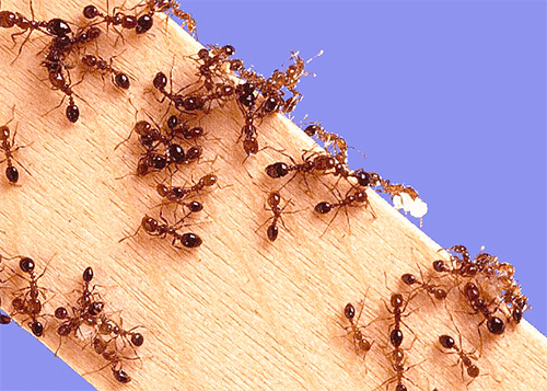We kiezen vergif van mieren in het appartement ...