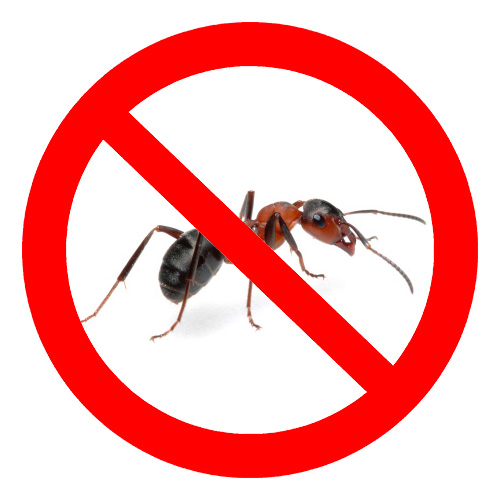 Apabila memilih ubat untuk semut, perlu mengambil kira beberapa ciri ubat