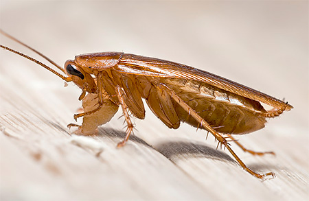 Er zijn verschillende vormen van vrijgave van Raptor-fondsen van kakkerlakken