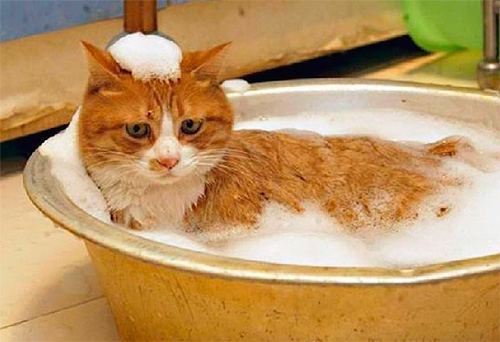Bir kedi ve bir yavru kedi için pire şampuanı seçimi
