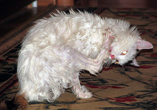 Kedinizin şampuanınızı yalamasına izin vermeyin