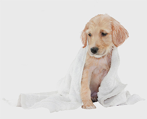 Qualsiasi shampoo per pulci nei cani ha i suoi vantaggi e svantaggi.