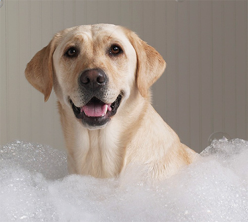 Als de hond snel gewassen moet worden, kunt u het beste een bad voorbereiden met shampooschuim.