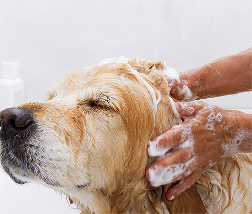 Een hond wassen met shampoo is geen gemakkelijke taak! Maar veel honden houden van
