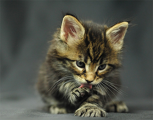 Voor katten en kittens kan het likken van gif van oppervlakken behoorlijk gevaarlijk zijn.