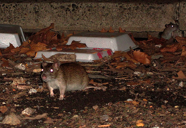 Buhe mogu parazitirati na štakorima i miševima, prodirući s njima u ljudsko stanovanje.