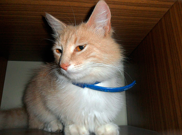 Om huisdieren te beschermen tegen vlooien, is het raadzaam om anti-vlooienbanden te gebruiken.