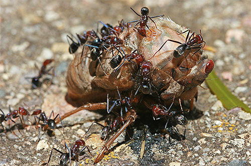 Mravenci jsou téměř všežravci, ale také mají své vlastní preference v jídle...