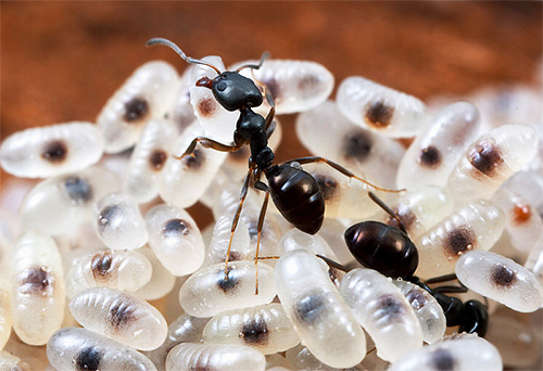 Larvy mnoha druhů mravenců nejsou schopny se samy živit.