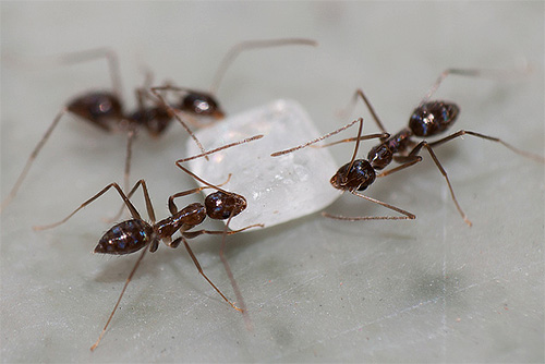 Myror älskar att äta socker.