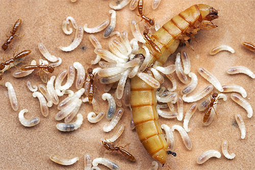 Le larve di formiche hanno bisogno di cibo proteico