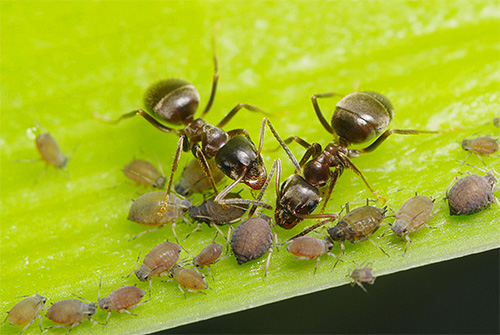 Bladluizen scheiden honingdauw af, die mieren zo graag eten