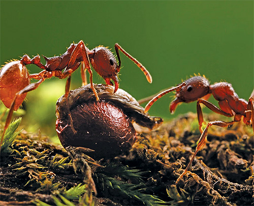 사신 개미의 강력한 턱은 아주 단단한 씨앗도 죽으로 갈아줍니다.