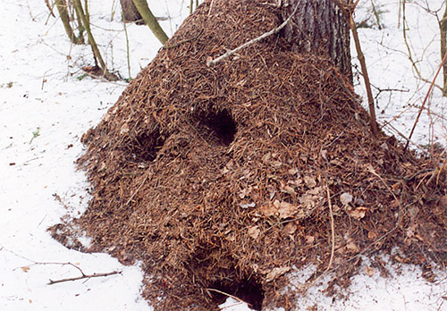 In inverno il formicaio sembra vuoto, ma la vita continua al suo interno. 
