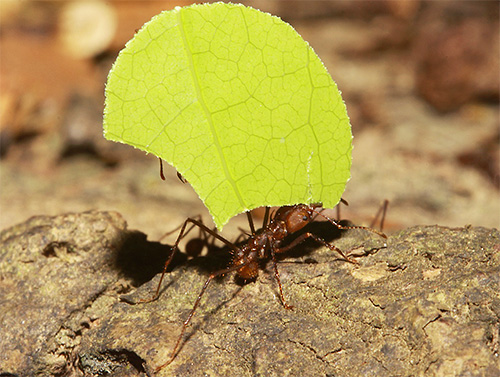 Bladsnijdende mieren verzamelen bladeren om op de geplette massa paddenstoelen te kweken.