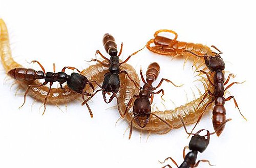 드라큘라 개미는 다양한 곤충을 잡아 애벌레에게 먹입니다.