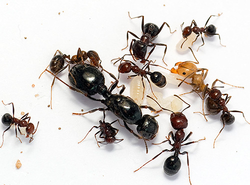 DEET는 가장 잘 알려진 개미 킬러 중 하나입니다.