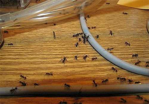 ในการต่อสู้กับมด การใช้ผลิตภัณฑ์ที่มี DEET ในเส้นทางการเคลื่อนที่ของแมลงจะได้ผลดี