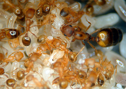 Μυρμήγκια Φαραώ - εισβολείς διαμερισμάτων
