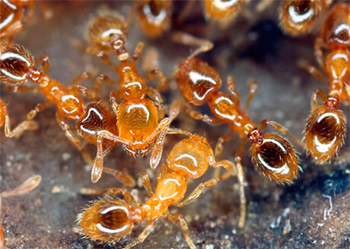 Quando combatti le formiche domestiche, devi stare molto attento nella scelta dei mezzi e del metodo per la loro distruzione.