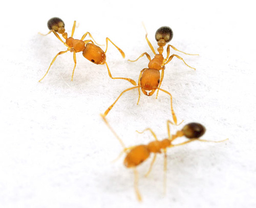 Faraonští mravenčí dělníci