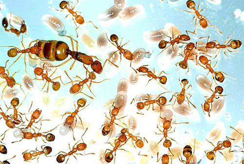 Na fotografii: pracující jedinci, děloha a vejce domácích mravenců