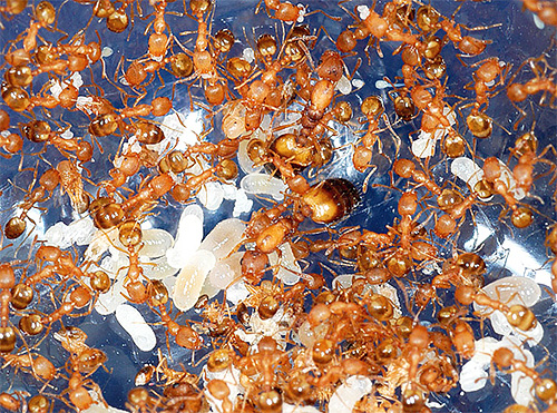 De foto toont de eieren en larven van farao-mieren