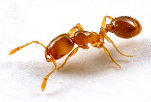 Le formiche faraone sono insetti termofili.