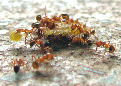 Firavun karınca omnivordur