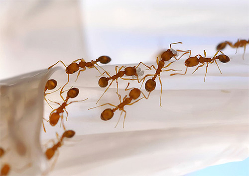 بحثًا عن الطعام ، يمهد النمل بشكل دوري مسارات جديدة.