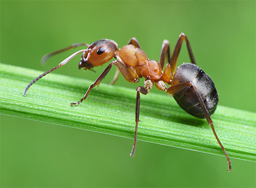 Många intressanta fakta är kopplade till myrornas liv.
