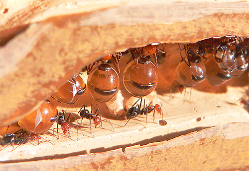 Trbuh mednih mrava ispunjen je slatkom tekućinom.