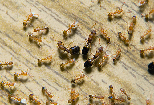 Πολλές βασίλισσες μπορούν να υπάρχουν στη φωλιά των μυρμηγκιών του Φαραώ ταυτόχρονα.