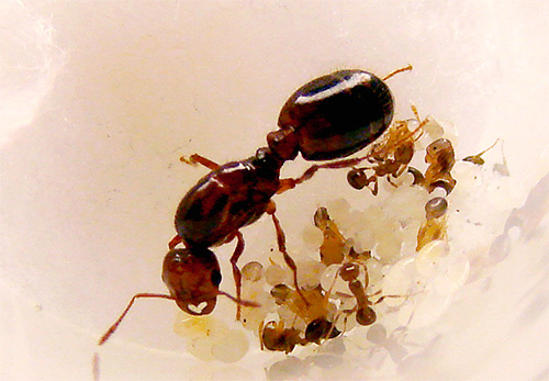Mravenčí královna může žít několik let