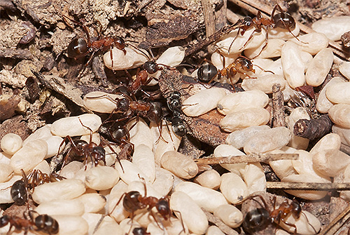 Furnicile Amazon atacă adesea alte furnici și le fură larvele.