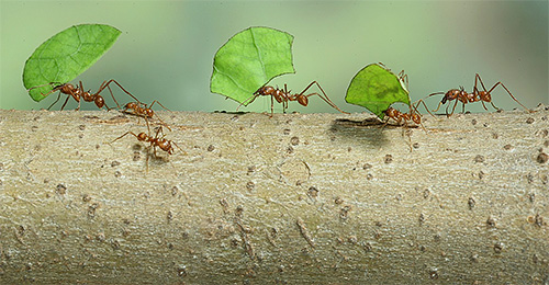 잎사귀 개미가 잎사귀를 집으로 가지고 온다