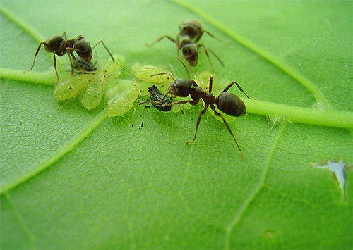 Některá mraveniště jsou na mšicích velmi závislá