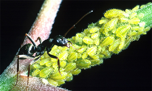 Bir yaprak biti sürüsünü koruyan karınca