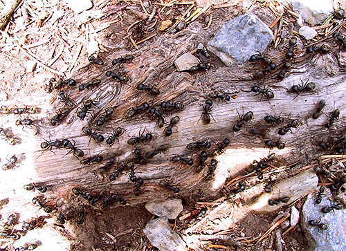 Bilangan semut sangat besar sehingga bagi setiap orang yang hidup terdapat kira-kira sejuta serangga ini.