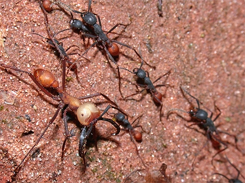 Här finns en kolumn av vandrande (nomadiska) myror som kan förstöra allt i dess väg