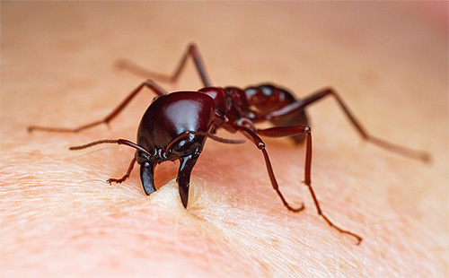 Semut liar boleh menggigit seseorang dengan serius