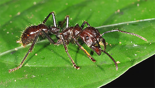 총알 개미는 세계에서 가장 위험한 동물 중 하나입니다.
