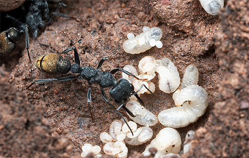 Vad många tror är myrägg är faktiskt deras larver.