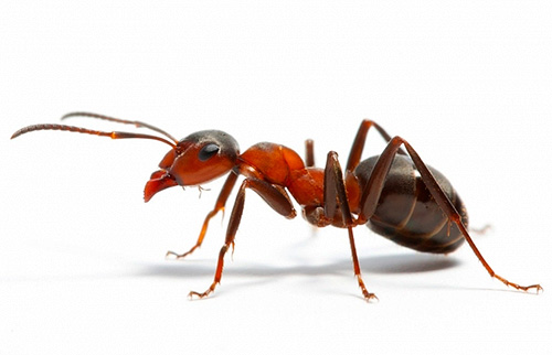 Mari kita fikirkan apa yang boleh diimpikan oleh semut
