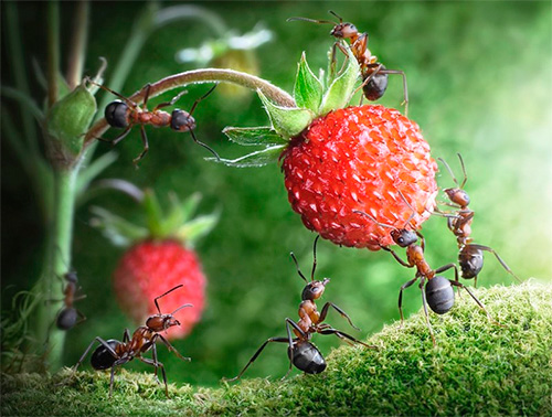 A világirodalomban a hangyák a kemény munka szimbóluma.